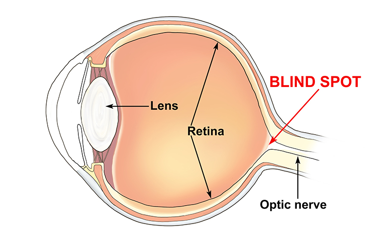 The eye has a blind spot where the optic nerve enters the eye, all light project on the optic nerve will not be processed by rod and cones meaning most animals can be blind on one specific view